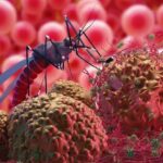 Malaria