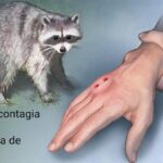La Rabia: una enfermedad viral que aún representa un riesgo