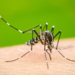 Dengue: causas, síntomas, diagnóstico y tratamiento