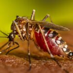 Zika: una enfermedad viral transmitida por mosquitos que requiere prevención constante