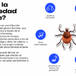 Enfermedad de Lyme: una infección transmitida por garrapatas y sus efectos en el organismo