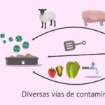 ¿Qué es la toxoplasmosis?