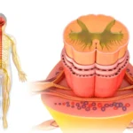 Choque medular: causas, síntomas, diagnóstico y tratamiento